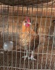 2 X CAMPINE - GOLDEN LOSOS FARMS (Per animal to take the lot)
