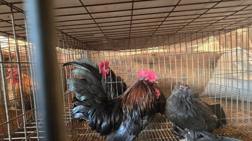 2 X BARBU D'UCCLE BLACK LOSOS FARMS (Per animal to take the lot)