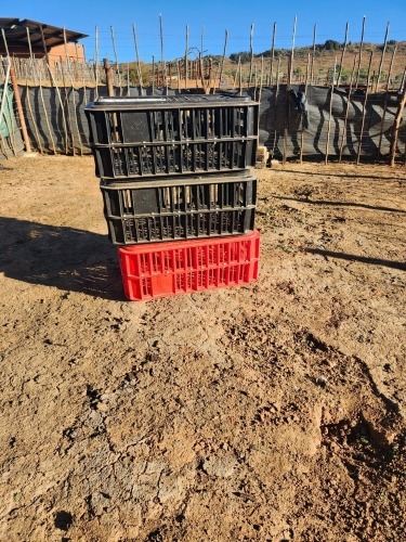 1 X 
CHICKEN CRATES - 3 Kluyts Livestock Farming