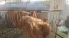 X WHITE ORPINGTON ROOSTER C VAN RENSBURG (Per animal to take the lot) - 3