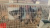 2 X BRAHMA M+F LOSOS FARM (Per animal to take the lot) - 2