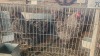 3 X BRHAMA M+F CDP (Per animal to take the lot) - 2