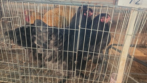 3 X BRAHMA M+F LOSOS FARM (Per animal to take the lot)