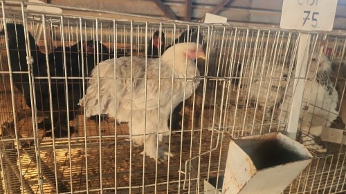 1 X BRAHMA M CDP (Per animal to take the lot)
