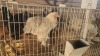 1 X BRAHMA M CDP (Per animal to take the lot)