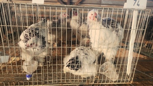 3 X BRAHMA M+F CDP (Per animal to take the lot)