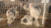 3 X BRAHMA M+F CDP (Per animal to take the lot)