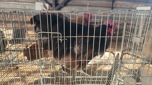 1 X CHOCOLATE ORPINGTON M J VAN STADEN (Per animal to take the lot)