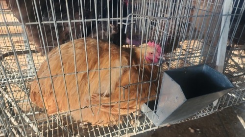 1 X BUFF ORPINGTON M TIEGERPOORT (Per animal to take the lot)
