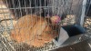 1 X BUFF ORPINGTON M TIEGERPOORT (Per animal to take the lot)