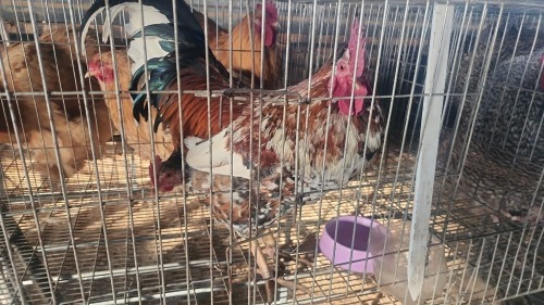 2 X BOSVELDER M+F AFRICAN LIVESTOCK (Per animal to take the lot)