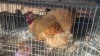 1 X BUFF ORPINGTON M TIEGERPOORT (Per animal to take the lot) - 2