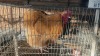 1 X BUFF ORPINGTON M TIEGERPOORT (Per animal to take the lot)