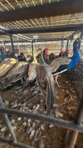 4 X PEACOCK M+F MLK LIVESTOCK SA (Per animal to take the lot)