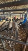 4 X PEACOCK M+F MLK LIVESTOCK SA (Per animal to take the lot)