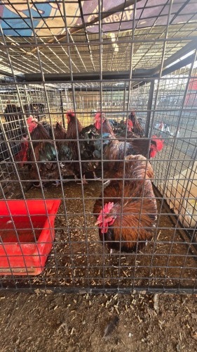 6 X JUBILEE ORPINGTON M J. VAN STADEN (Per animal to take the lot)