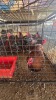 6 X JUBILEE ORPINGTON M J. VAN STADEN (Per animal to take the lot)