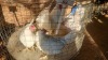 3 X LEGHORN M+F LOSOS FARM (Per animal to take the lot)