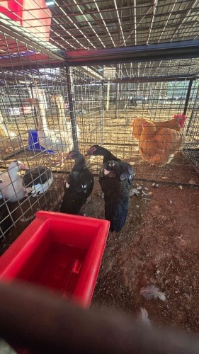 2 X MUSCOVY DUCK M+F AFRICAN LIVESTOCK (Per animal to take the lot)