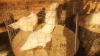 3 X LEGHORN M+F LOSOS FARM (Per animal to take the lot)