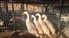 4 X INDIAN RUNNER DUCK M+F LOSOS FARM (Per animal to take the lot)