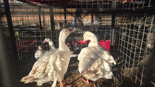 2 X SMOOTH BREASTED SEBASTOPOL GEESE M+F LOSOS FARM (Per animal to take the lot)