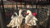 2 X SMOOTH BREASTED SEBASTOPOL GEESE M+F LOSOS FARM (Per animal to take the lot)