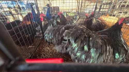 5 X BLACK ORPINGTON M J VAN STADEN (Per animal to take the lot)