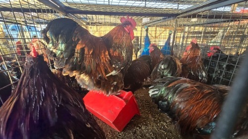 6 X JUBILEE ORPINGTON M J VAN STADEN (Per animal to take the lot)