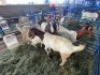 LOT 14 5X OOI/EWE BOERBOK Rhenosterhoek, Kobus van der Walt - 082926 0929 (Per stuk om lot te neem/Per Piece to take the lot) - 2