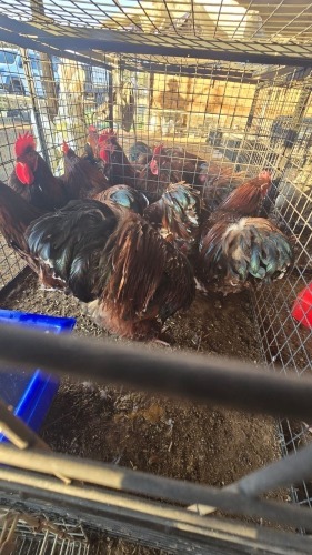 6 X JUBILEE ORPINGTON M J VAN STADEN (Per animal to take the lot)