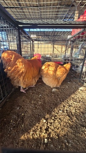 2 X BUFF ORPINGTON M+F N. CRAWFORD (Per animal to take the lot)