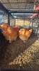 2 X BUFF ORPINGTON M+F N. CRAWFORD (Per animal to take the lot)