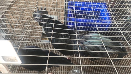 2 X AYAM CEMANI M+F LOSOS FARM (Per animal to take the lot)