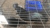 2 X AYAM CEMANI M+F LOSOS FARM (Per animal to take the lot)