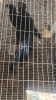 2 X AYAM CEMANI M+F LOSOS FARM (Per animal to take the lot) - 2