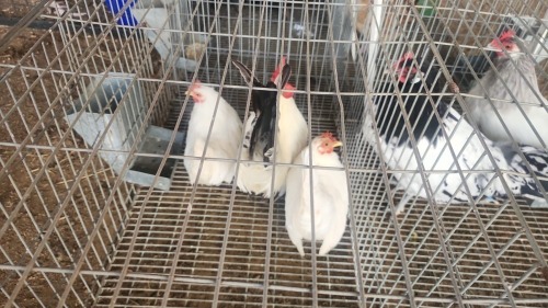 3 X WHITE JAPANESE BANTAM (Per animal to take the lot)