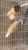 2 X VORWERK F LOSOS FARM (Per animal to take the lot) - 2