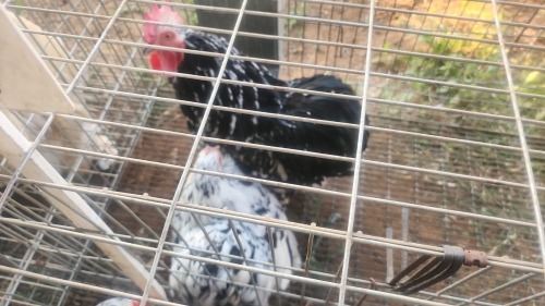 2 X MOTTLE PEKIN BANTAM - YOUNG N. CRAWFORD (Per animal to take the lot)