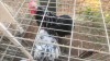 2 X MOTTLE PEKIN BANTAM - YOUNG N. CRAWFORD (Per animal to take the lot)
