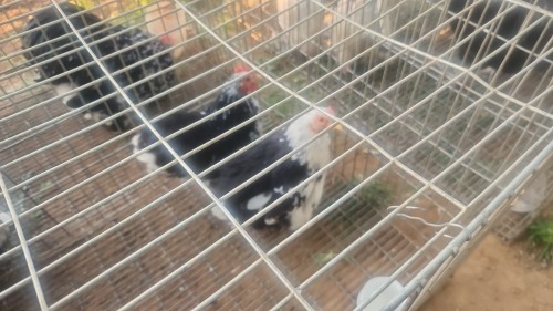 2 X MOTTLE PEKIN BANTAM - YOUNG N. CRAWFORD (Per animal to take the lot)