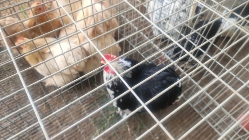 1 X MOTTLE PEKIN BANTAM - YOUNG N. CRAWFORD (Per animal to take the lot)