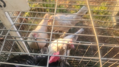 3 X PORCELIN BARBU D'UCCLE N. CRAWFORD (Per animal to take the lot)