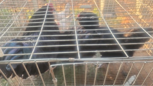 3 X EASTER EGGERS N. CRAWFORD (Per animal to take the lot)