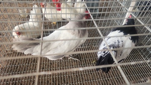 2 X LAKENVELDER LOSOS FARMS (Per animal to take the lot)