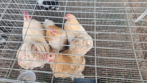 4 X BUFF CUCKOO PEKIN BANTAM N. CRAWFORD (Per animal to take the lot)
