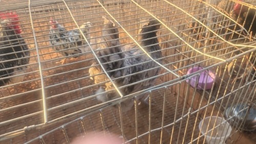 1 X EASTER EGGERS N. CRAWFORD (Per animal to take the lot)