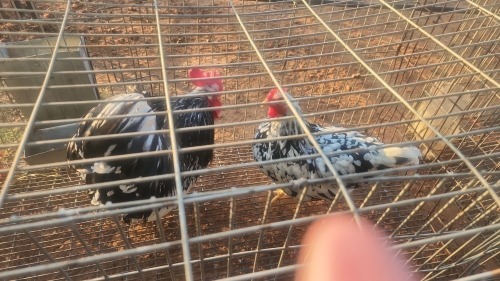 2 X MOTTLE PEKIN BANTAM N. CRAWFORD (Per animal to take the lot)