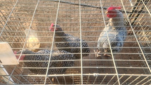 3 X PLYMOUTH ROCK BANTAM N. CRAWFORD (Per animal to take the lot)
