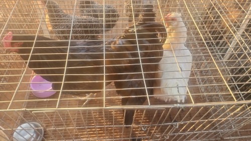 3 X EASTER EGGERS N. CRAWFORD (Per animal to take the lot)